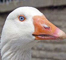 An Emden Goose by AARDVARK