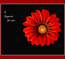 A Gazania for you by Warren. A. Williams