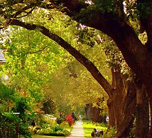 New Orleans Neighbor Hood Sidewalk by Wanda Raines