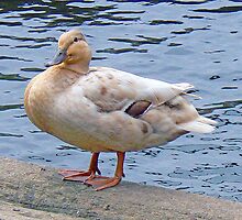 A Sepia Mallard by AARDVARK