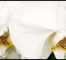 Togetherness by DavidROMAN