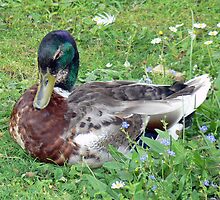 A Mallard Duck by AARDVARK