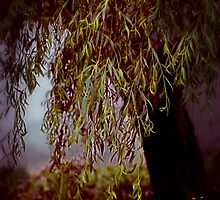 wishes... by Anita Charlton L.R.P.S.