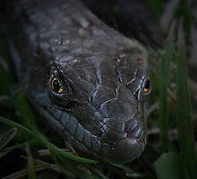 Slither by Nikki Collier