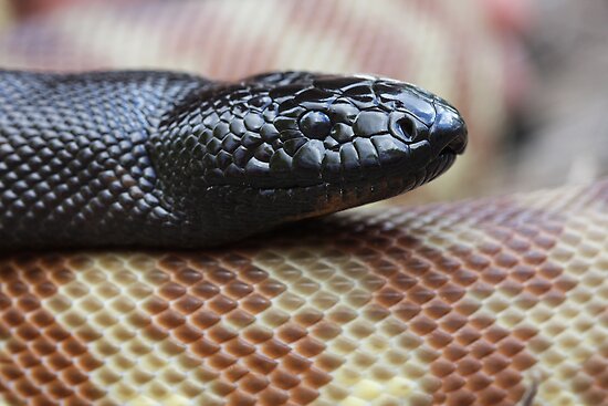 black headed python