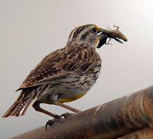 Western Meadowlark - Full Beak by Ryan Houston