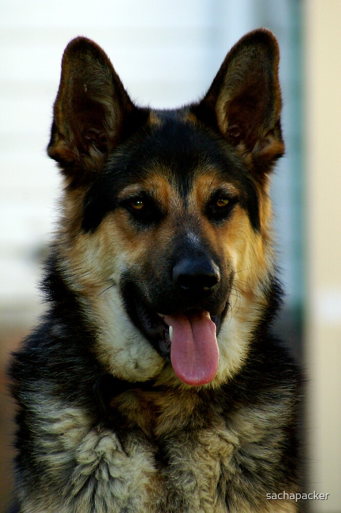 "German Shepherd x Kelpie" by sachapacker Redbubble
