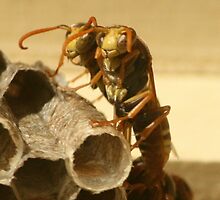 They are Was-ping Me! by caz60B