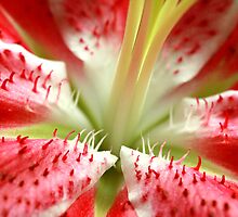 Star Gazer Oriental lilium by JulesVandermaat
