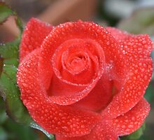 Blossom refreshed in the morning dew - La Mirada, CA USA (Read Description) by leih2008