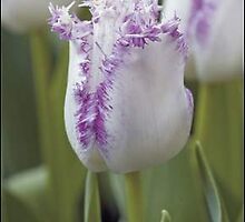 tulip aria by h82work
