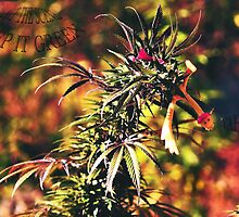 DoNT PaNiC iTS ORGaNiC by Phineous "Flash" Cassidy
