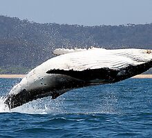 Humpback Whale breach by Raphaela Sampaio