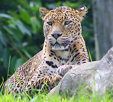 The Sri Lanka leopard.... by jdmphotography