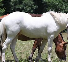 OUT STANDING IN THEIR FIELD by Ginger Barritt
