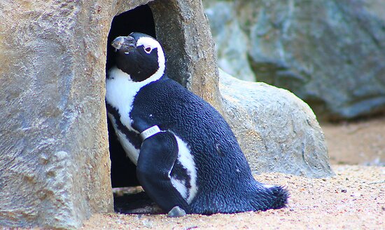 Black Footed Penguin