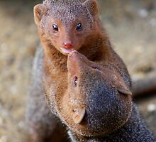 Mongoose wrestling....... by jdmphotography