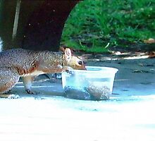 Squirrel having din din by happyphotos