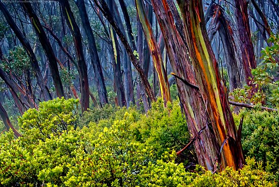 Alpine Gum