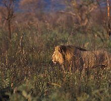 Lion on the hunt, Namibia by Wild at Heart Namibia