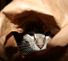 paper bag prey by Brynne Kaufmann