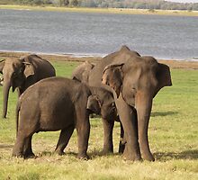 Minneriya Elephants by Jonathan Dower