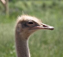 NC Ostrich #2 See the difference? by Albert1000