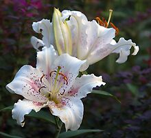 White Star Gazer Lilies by Sarah McKoy