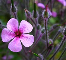 Purple Defined by CherilynJoy