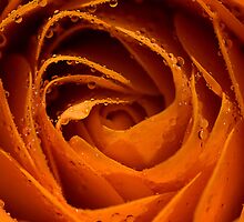 Orange Juice. by Sherstin Schwartz