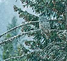 Great Grey Owl in a Snowstorm by LarryGambon