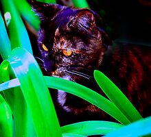 Kitten Alert. by Nancy Stafford
