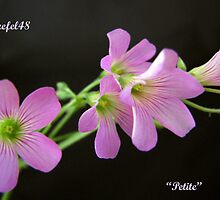 "Sweetness" by Sue Fellows
