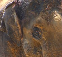 Asian elephant abstract...... by jdmphotography