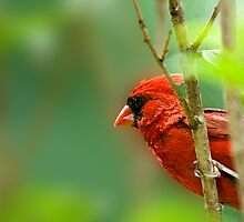 Cardinal Inspired by C.S. Lewis by Bonnie T. Barry