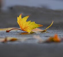 Lonely leaf by Heather Thorsen