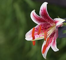 Star Gazer Lily by BigD