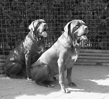 Handsome Boys by carolssecrets