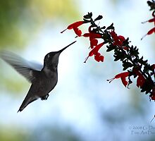 Hummingbird 10 by G. David Chafin
