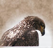 Bashful Warrior by Gail Bridger