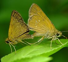 Love affair... by Tony Wong