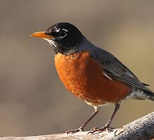 American Robin... by Gregg Williams