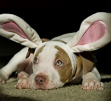 Rabbit Pup by ToddDuvall
