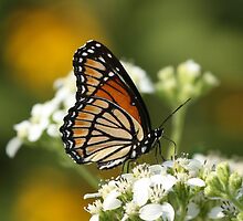 Another Viceroy. by Gregg Williams