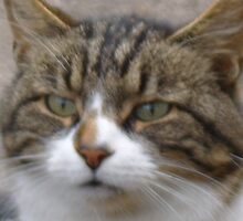 Tiggy Winks - the most gorgeous fluffy tabby I have ever seen, just look into her gorgeous green eyes! by ducatirose