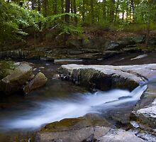 Wooded Bliss by Jeff Palm Photography