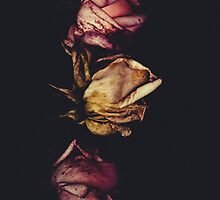 Dreams in Organza by sarayinjoy