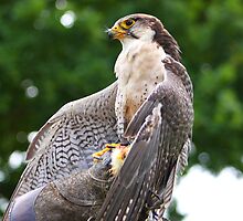 Proud to be a Falcon........... by jdmphotography