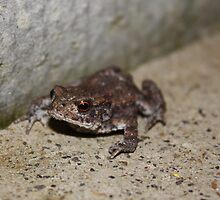 Tinny Toad by Trevor Fellows