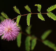 Bashful Blush by Richard G Witham